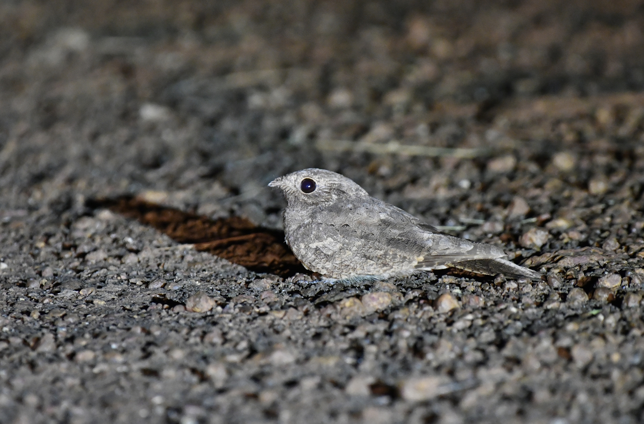 Plain Nightjar (Caprimulgus inornatus), photo 2