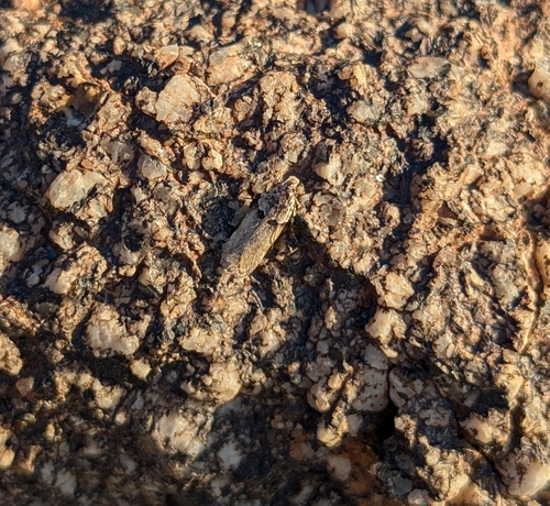 iNaturalist observation photo of Butterflies and Moths