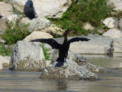 Nannopterum brasilianum
