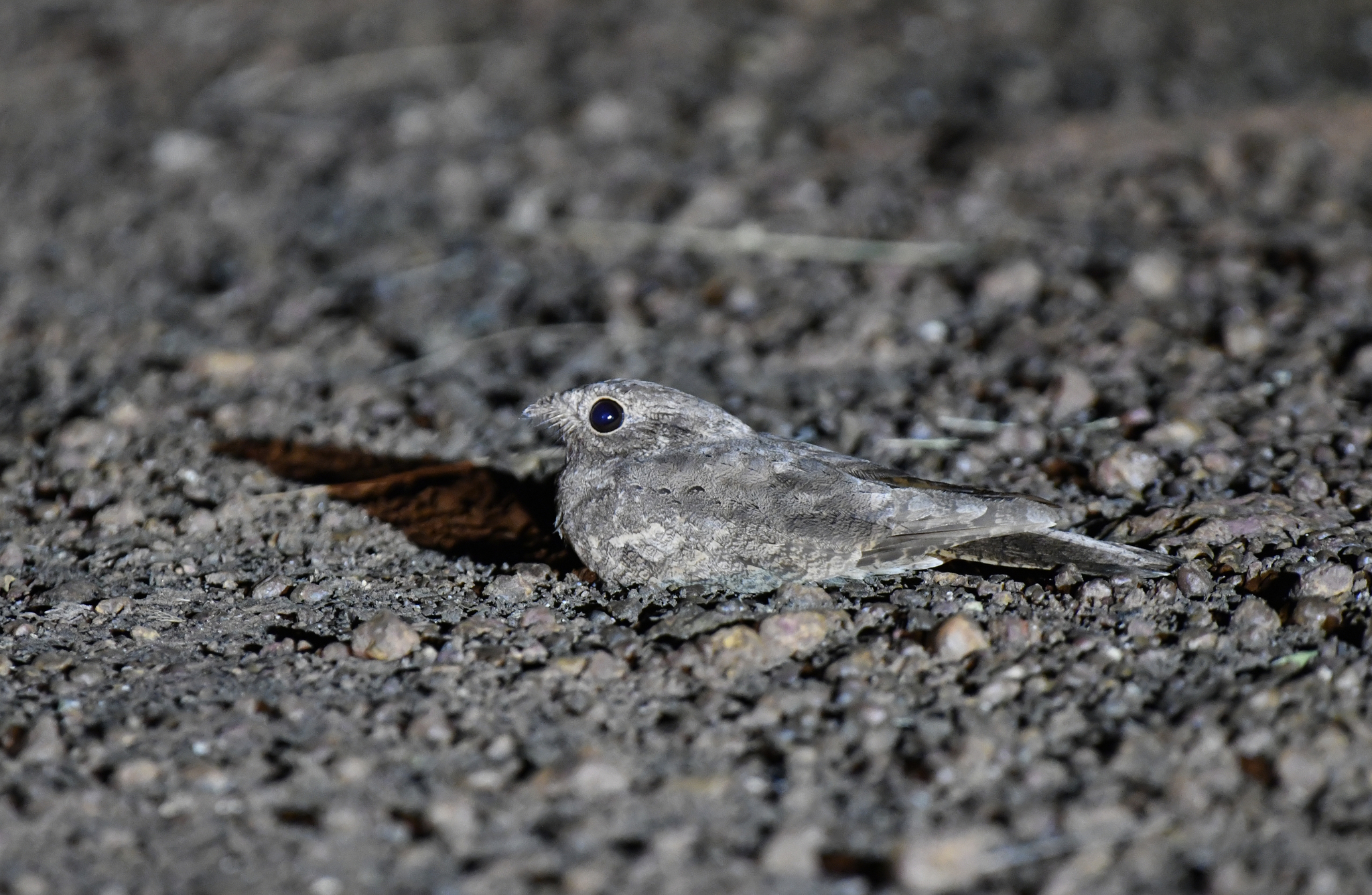 Plain Nightjar (Caprimulgus inornatus), photo 6