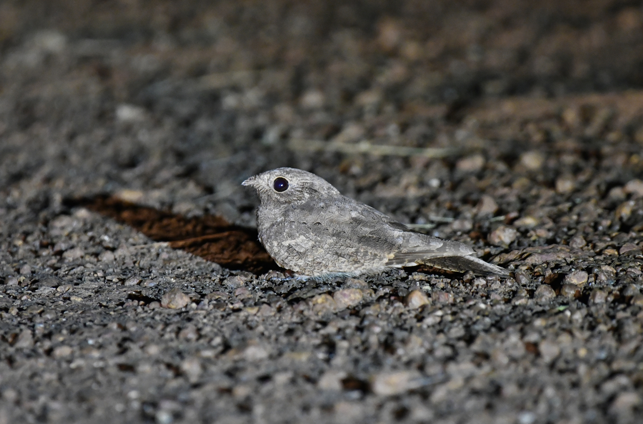Plain Nightjar (Caprimulgus inornatus), photo 5