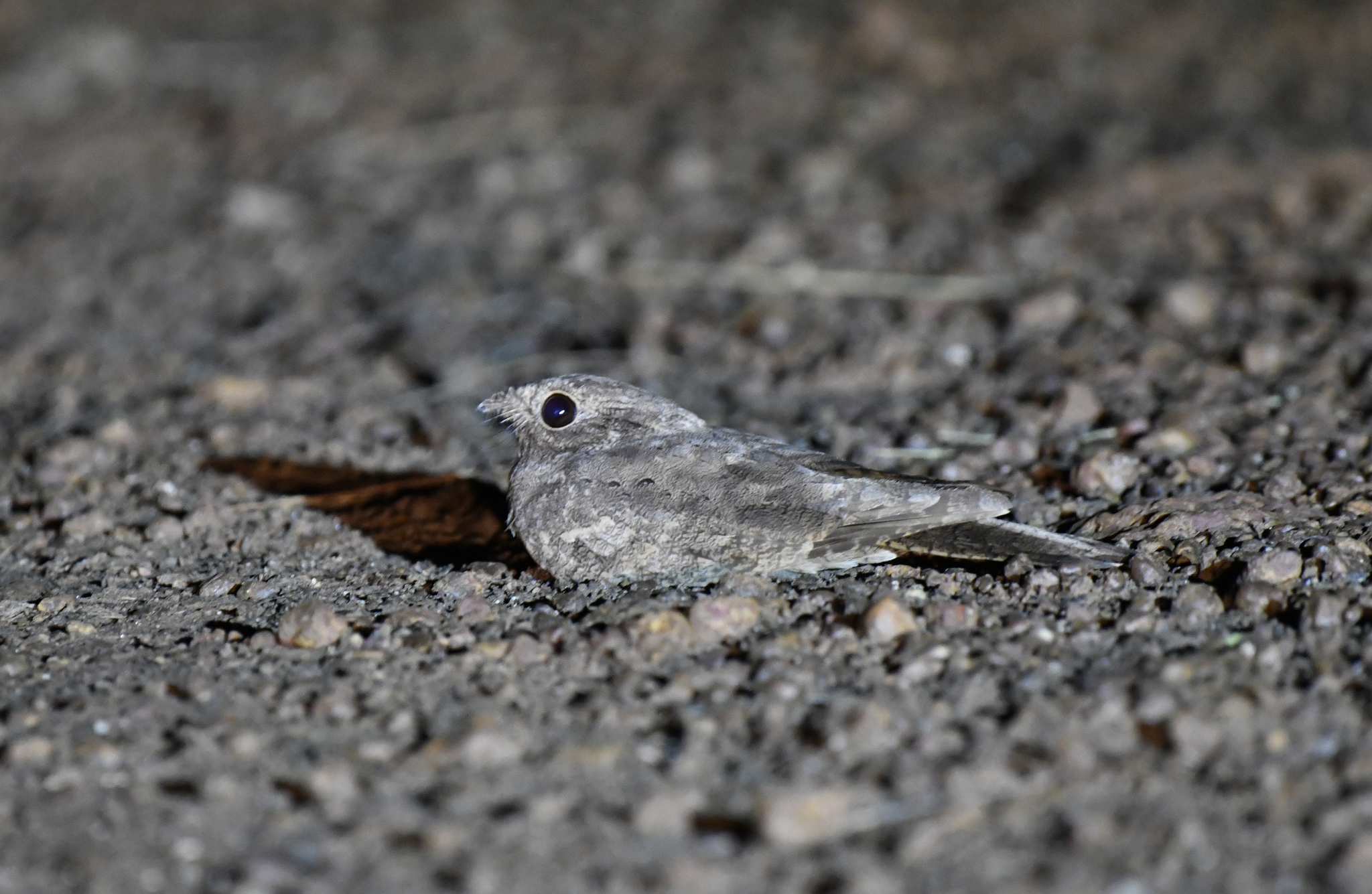 Plain Nightjar (Caprimulgus inornatus), photo 7