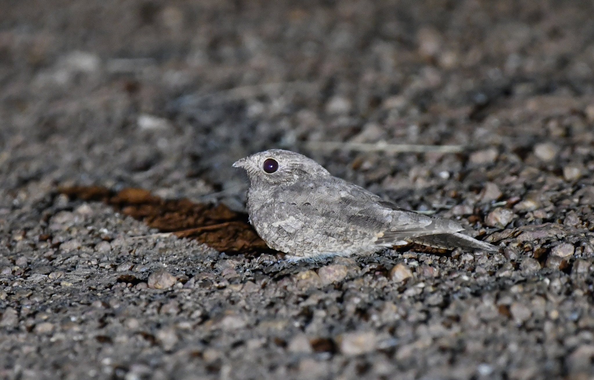 Plain Nightjar (Caprimulgus inornatus), photo 9