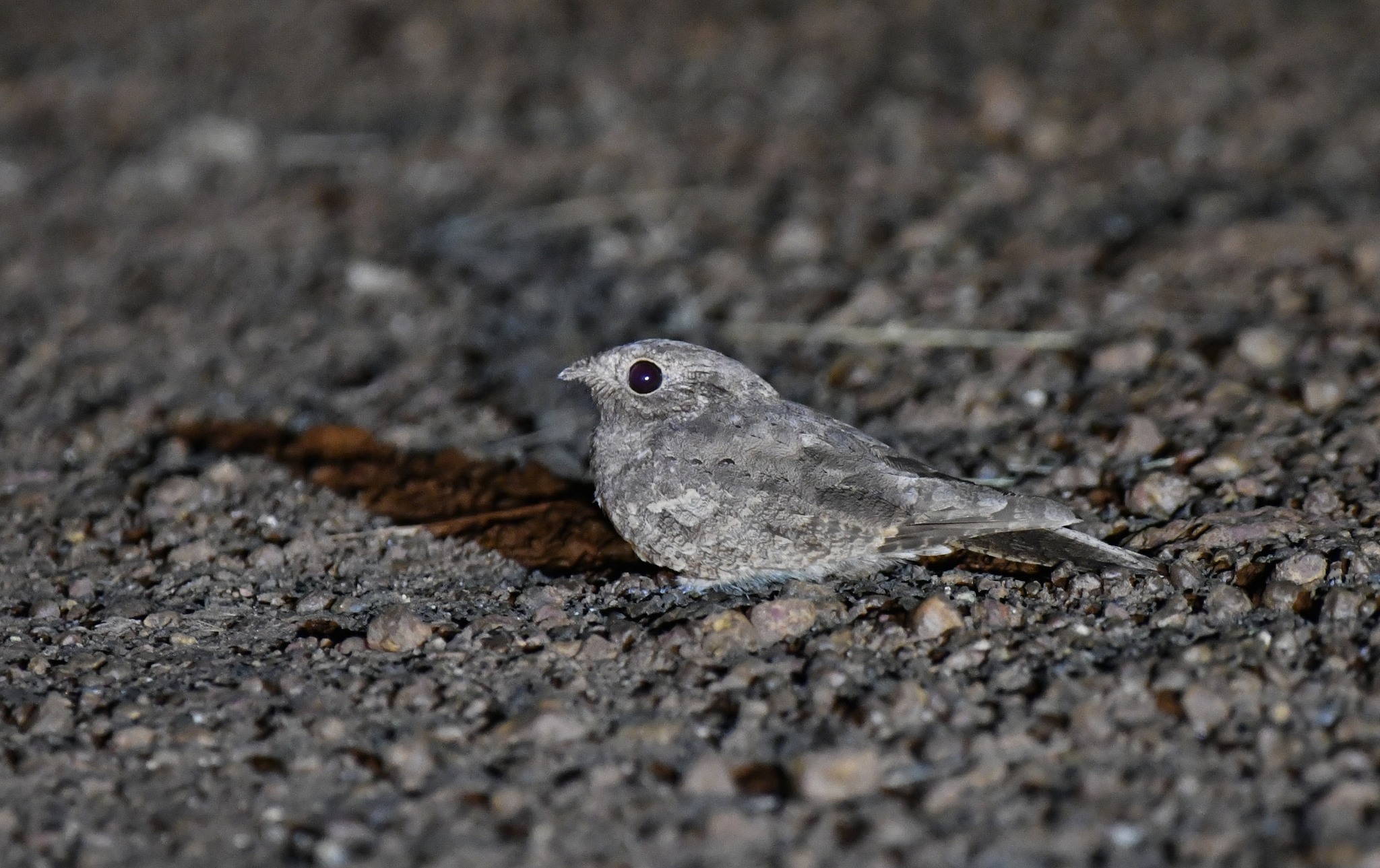 Plain Nightjar (Caprimulgus inornatus), photo 10