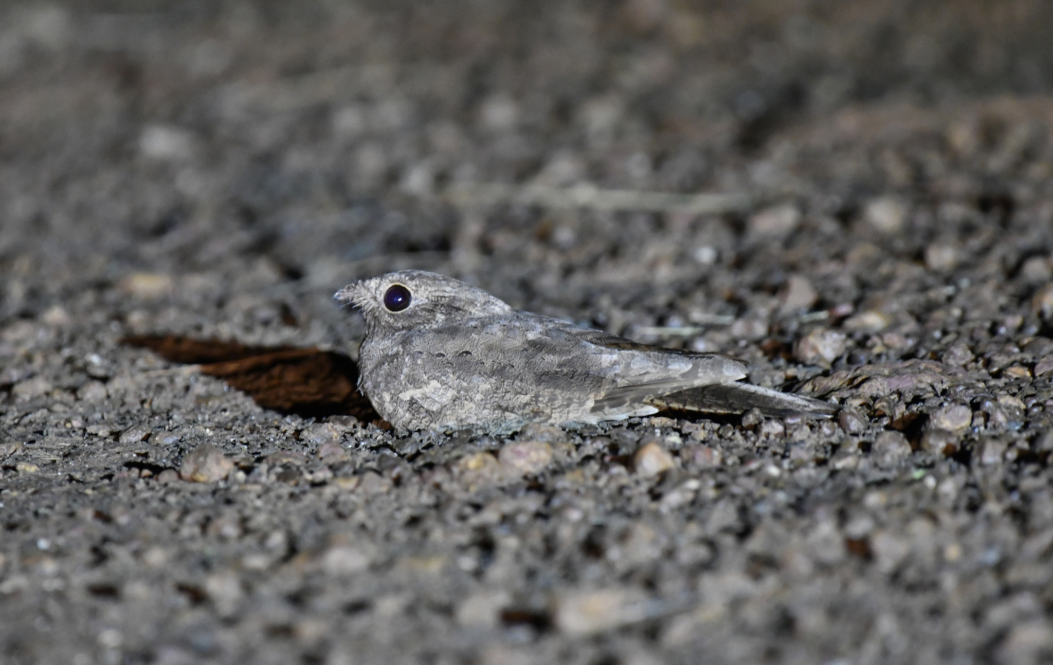 Plain Nightjar (Caprimulgus inornatus), photo 8