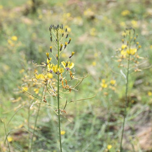 Cleome angustifolia (Cleome angustifolia)