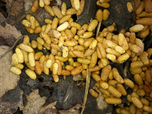 Siberian Flying Squirrel