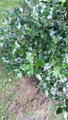 Ilex aquifolium