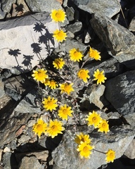 Eriophyllum lanatum lanceolatum