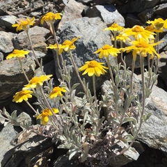Eriophyllum lanatum lanceolatum