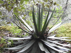 Agave schidigera