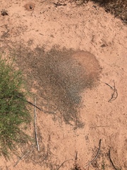 Pogonomyrmex occidentalis