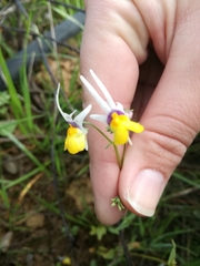 Nemesia cheiranthus