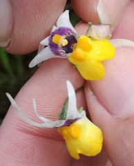 Nemesia cheiranthus
