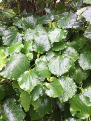 Piper excelsum psittacorum