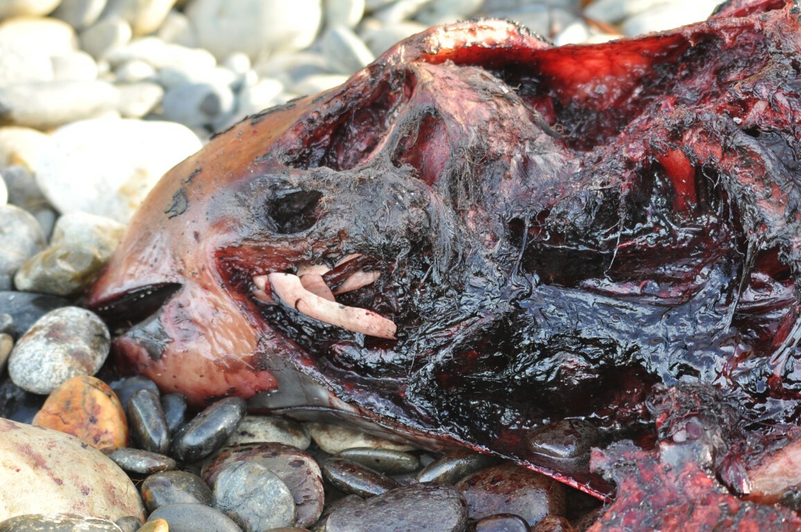 Phocoena dioptrica