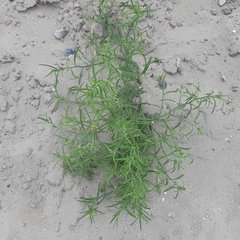 Corispermum intermedium