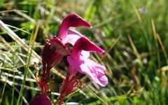 Pedicularis kerneri