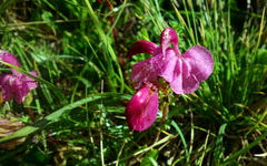 Pedicularis kerneri