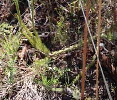 Serruria trilopha