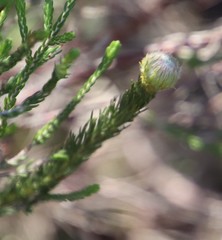 Serruria trilopha