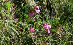 Pedicularis kerneri