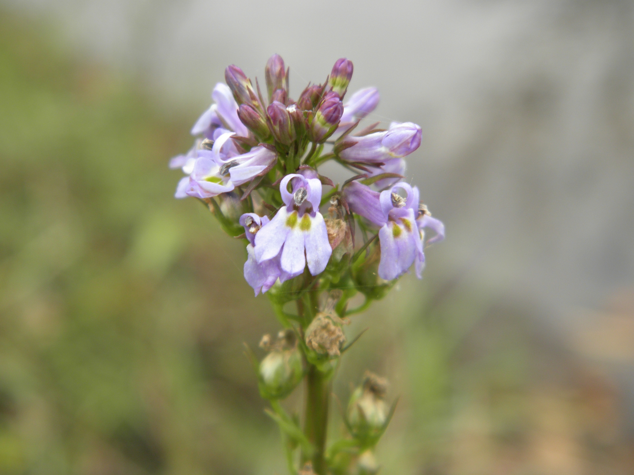 Lobelia homophylla