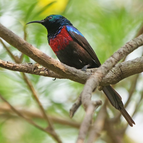 Red-chested Sunbird