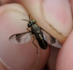 Chrysops univittatus