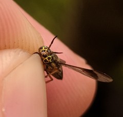 Chrysops univittatus