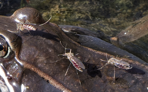 Northern Frog-biting Mosquito photo 4