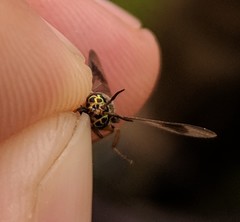 Chrysops univittatus