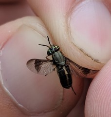 Chrysops univittatus