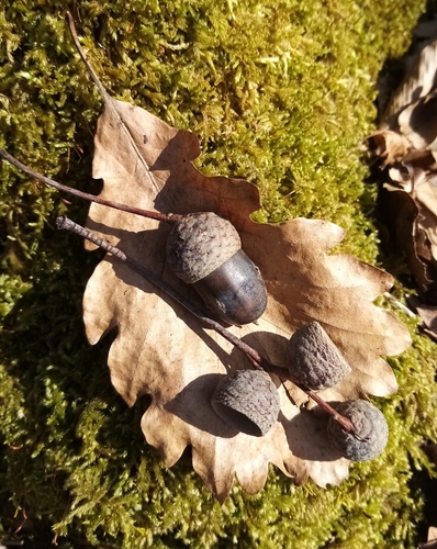 strandzha oak (Quercus hartwissiana)