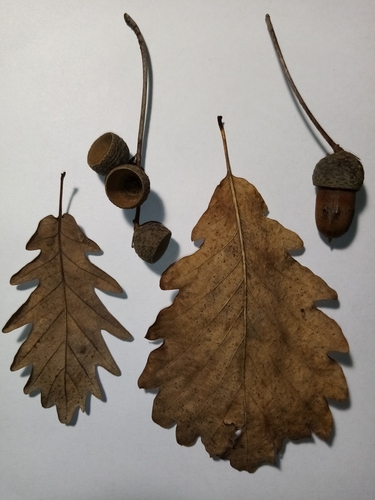 Image of Quercus hartwissiana by (c) Anton Popovich, some rights reserved (CC BY)