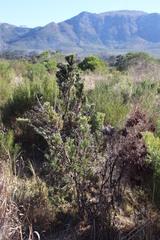 Leucadendron floridum
