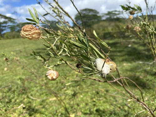 Gomphocarpus physocarpus observed 2025-03-10