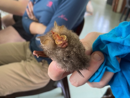 Trefoil Horseshoe Bat