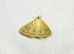 Crocidophora serratissimalis