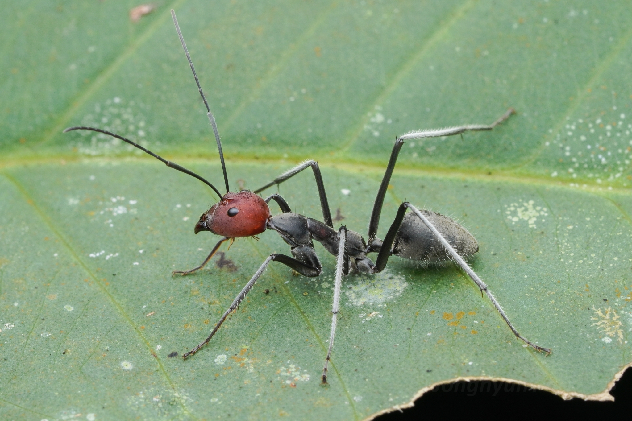 Camponotus singularis rufomaculatus