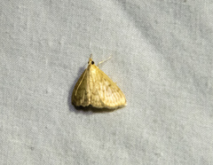 Crocidophora serratissimalis