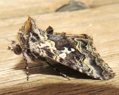 Syngrapha alias