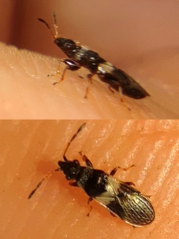 Seed bug