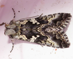 Syngrapha alias