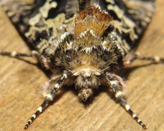 Syngrapha alias