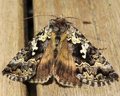 Syngrapha alias