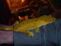 Correlophus ciliatus