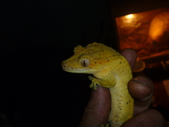 Correlophus ciliatus