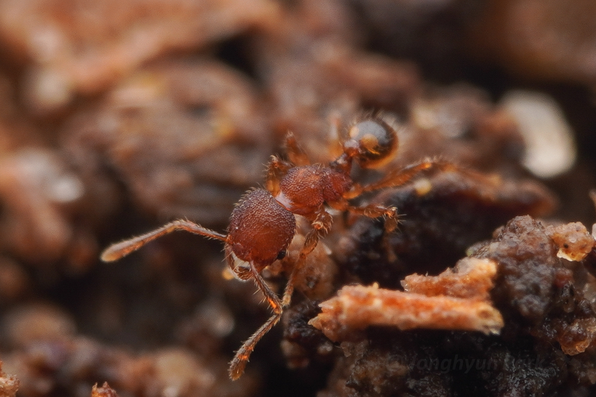 Pheidole rugifera