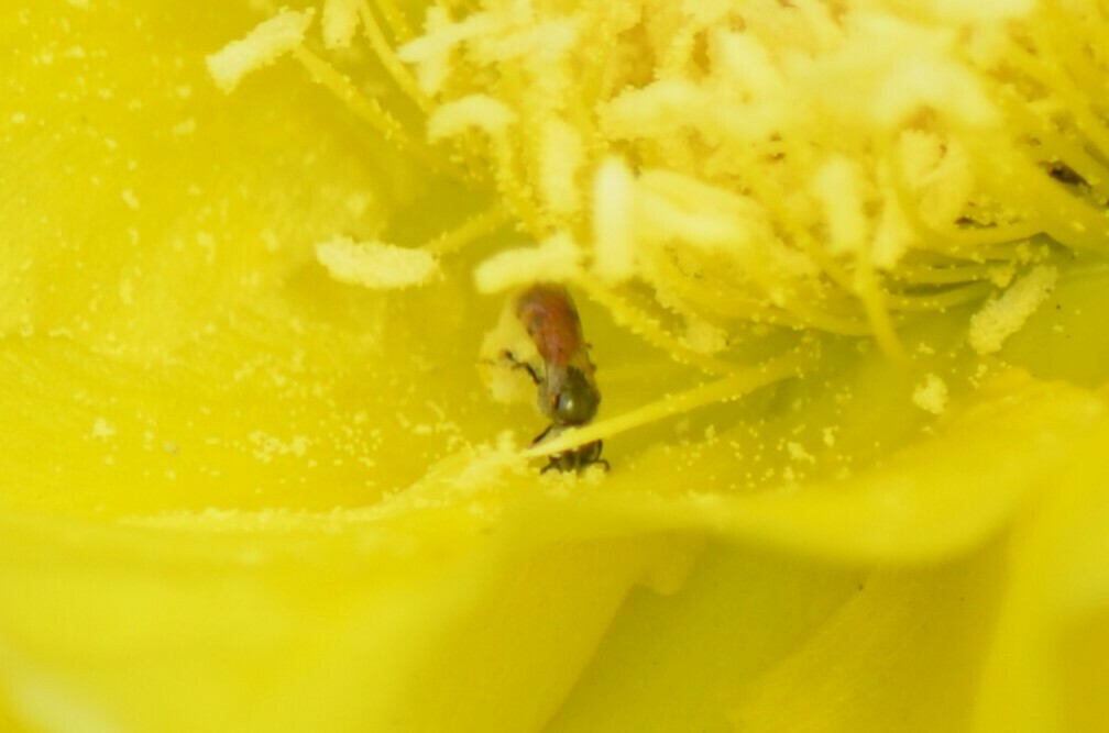 Lasioglossum nymphale